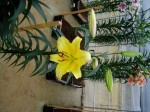 [6290 Lilium73 No02.JPG]
